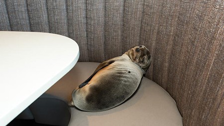 la-me-ln-sickly-sea-lion-pup-found-sleeping-on-001