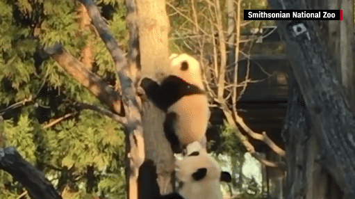 panda-baby-beibei-climb-tree001