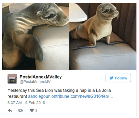 小海獅餓了嗎？La Jolla餐廳來覓食？！