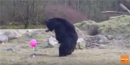 black-bear-balloon001