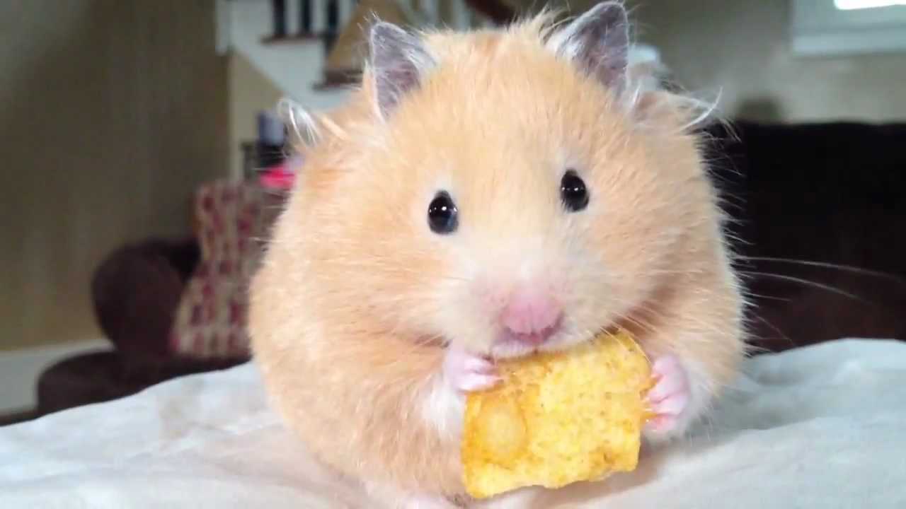 Hamster Eating 1