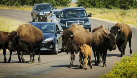 bison-