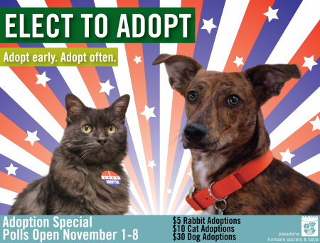 Elect-to-Adopt-Flyer