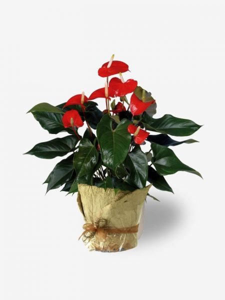 gift-plants-anthurium-flaming-flamingo-lily1