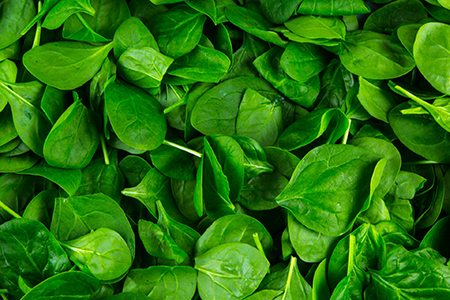 spinach-leaves-146177468033Z