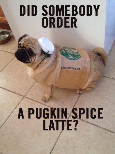 funny-pug-latte