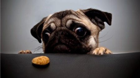 hungry puppy
