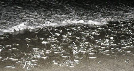 THE GRUNION ARE RUNNING: Thousands of grunion come offshore to lay and fertilize their eggs after a new and full moon at Doheny State Beach from March through August. ///ADDITIONAL INFO: slices.grun.0613 - 06/03 - Photo by Rose Palmisano / The Orange County Register - Grunion greeters came out in large numbers to observe the mating ritual of the small critters at Doheny State Beach.