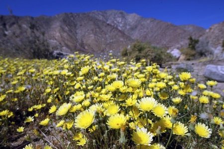 Among the blooms along the Palm Canyon Nature Trail in Anza-Borrego Desert State Park is the desert dandelion. K.C. Alfred • U-T photos