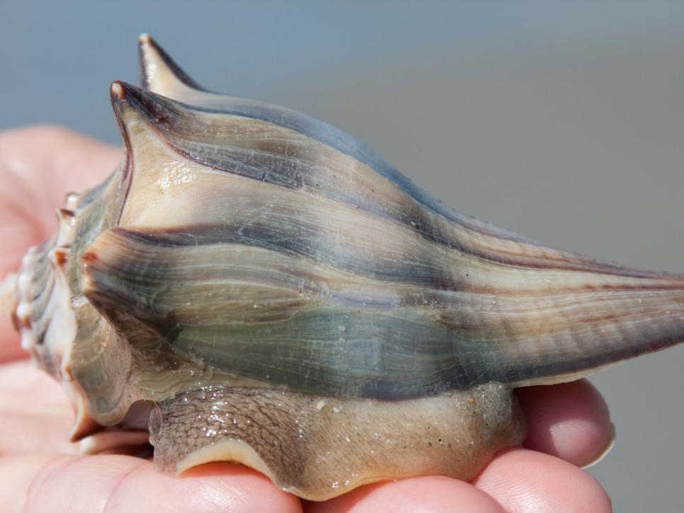 ShutterStock_104299088_KnobbedWhelkShell_NewJersey_StateShells.jpg.rend.hgtvcom.966.725