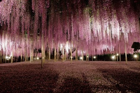 Ashikaga-Flower-Park-Japan