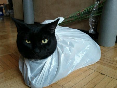 Cat in a bag imgur