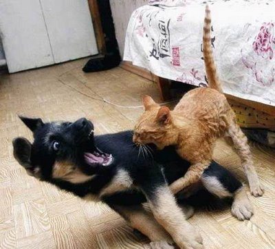 cats and dogs fighting 1 pinterest