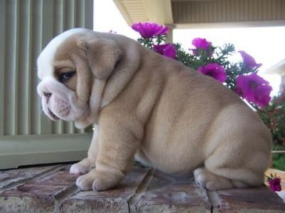 chubby puppy 2 pinterest