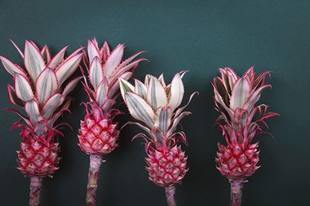 pink pineapple