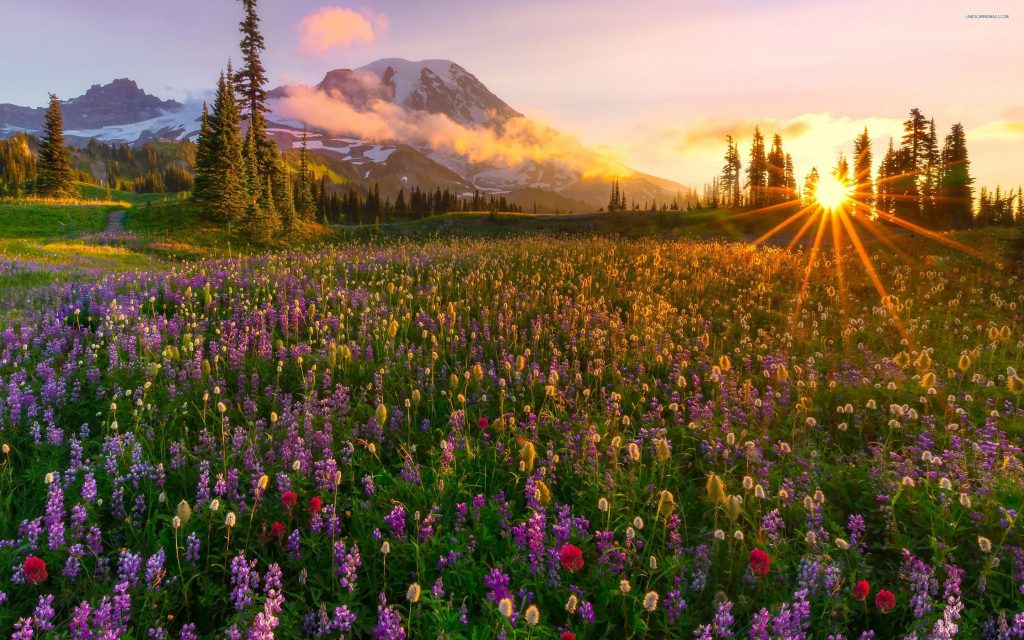 field-mountain-lavender-tree-sunrise-sun