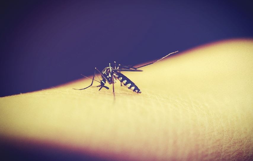 外來蚊子入侵加州 部分甚至有可能攜帶傳染病