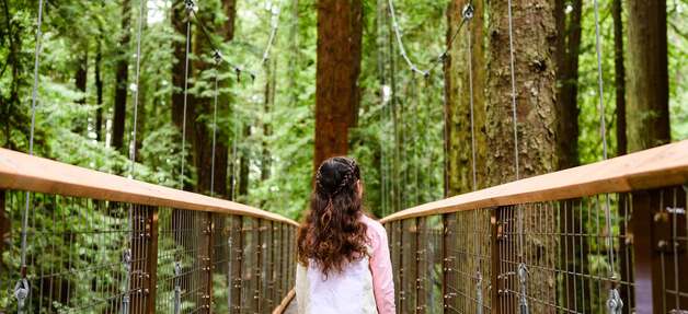 与天然巨人的接触 北加州 Redwood Sky Walk 红杉公园栈道
