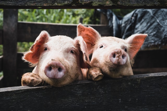 加州猪肉禁令来啦？培根缺货可能导致价格飙涨60％
