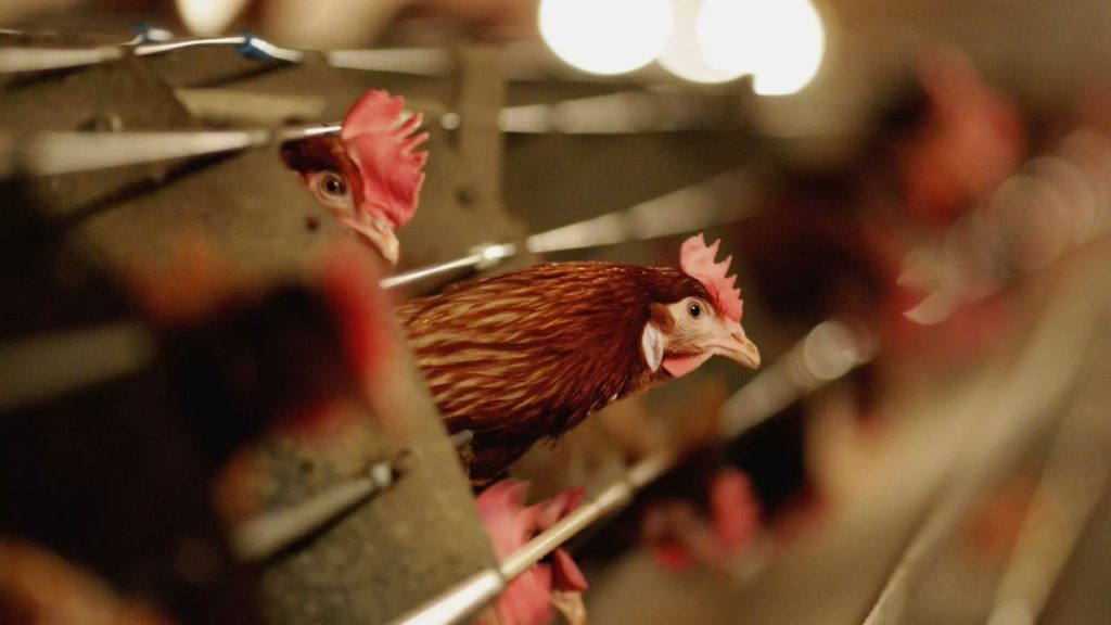 美國又再出現兩州傳禽流感 養雞業者加強戒備