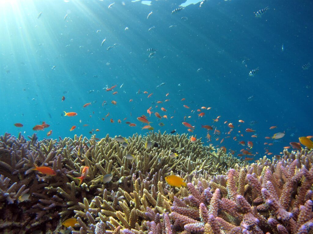 暖化重創生態 科學家：升溫就算控制在攝氏1.5度 珊瑚也會滅絕