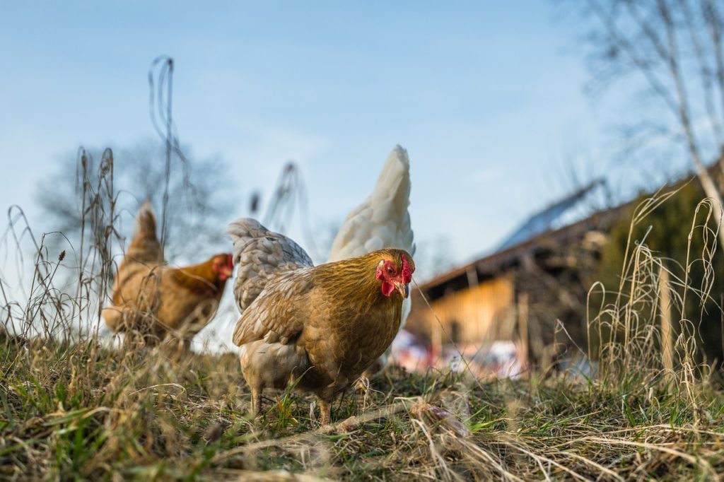 禽流感肆虐全美 蛋價迅速飆升