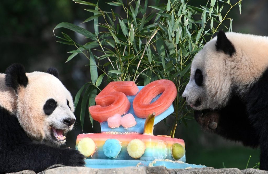 Washington DC 慶熊貓協議50年 美香母子大啖蛋糕