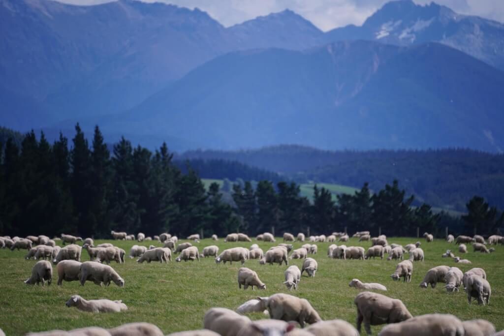 紐西蘭遏阻碳排 擬2025年起收牛羊打嗝費