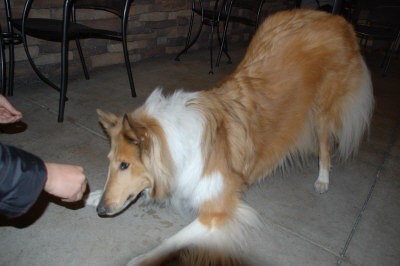 Lassie01