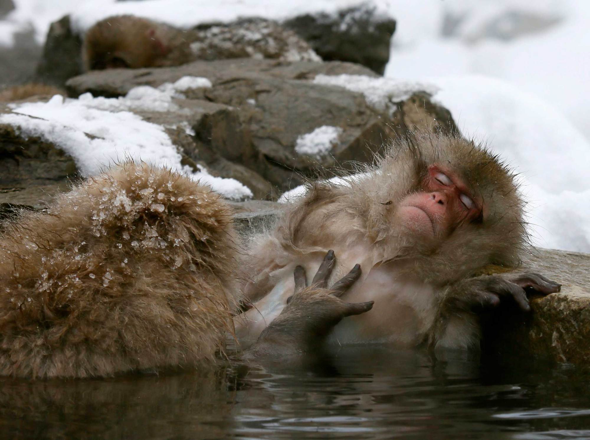 japanese snow monkeys