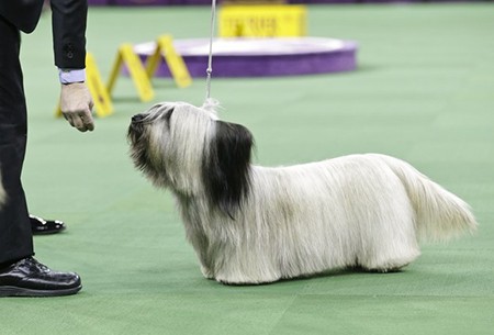 威斯敏斯特犬种大赛图片