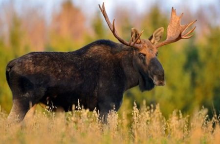 美国十大最佳野生动物观赏地推荐