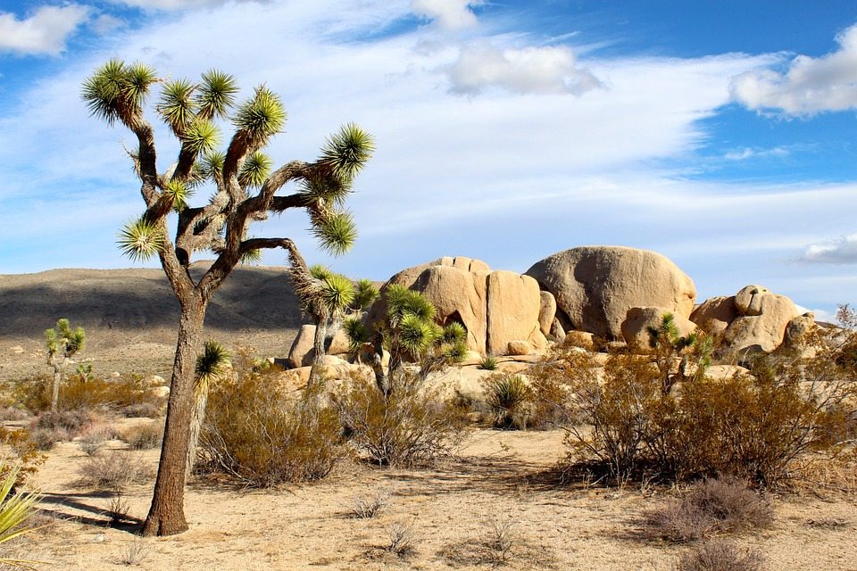 根据joshua tree national park的国家公园管理局表示,狼蛛的交诺的