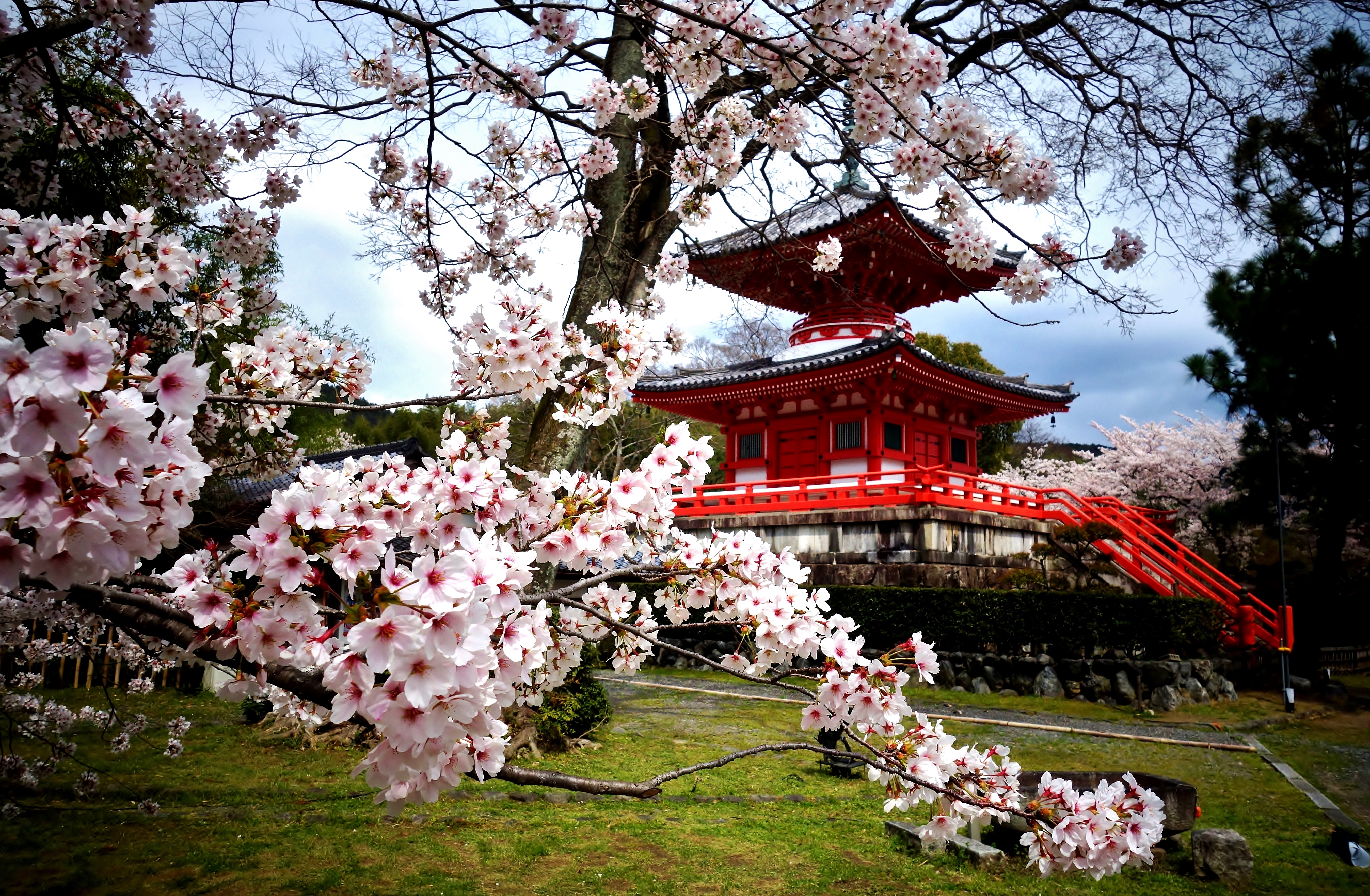 Красивое видео китая. Киото Япония цветение Сакуры. Киото храм Сакура. Сеул дворец кёнбоккун Сакура цветет. Цветение Сакуры в Китае.