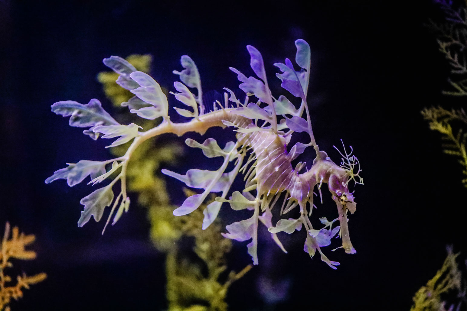 全球最大型之一！稀有海龍展覽登陸南加水族館 : 哇靠!洛杉磯