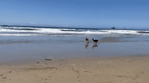 【 哇靠 Funlicius 】夏日来了！一起带着狗狗到 Huntington Dog Beach 游泳吧